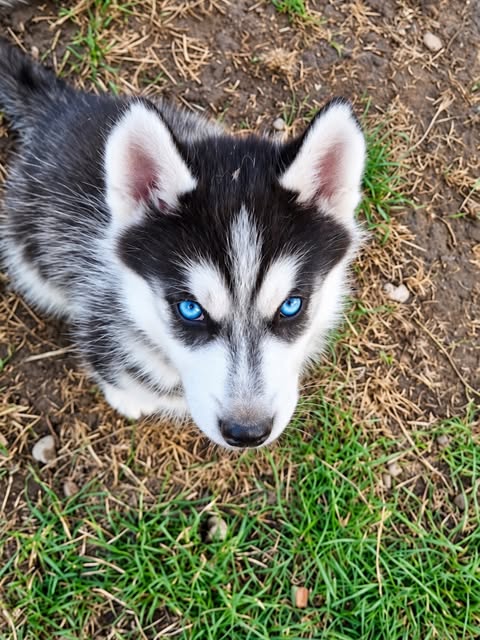 Aiko unterwegs, aus seinem Instagram-Feed