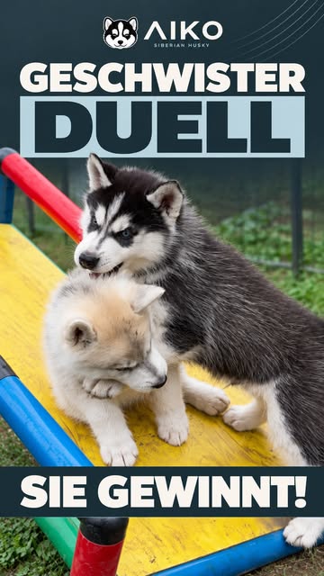 Ein echter Husky-Moment aus Aikos Instagram-Feed